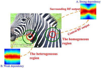 Explaining Orientation Adaptation in V1 by Updating the State of a Spatial Model